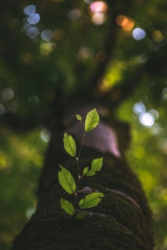 taha-mazandarani-eLTEuvma_vw-unsplash-p-500
